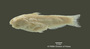 Hemicetopsis macilentus FMNH 53260 holo lat